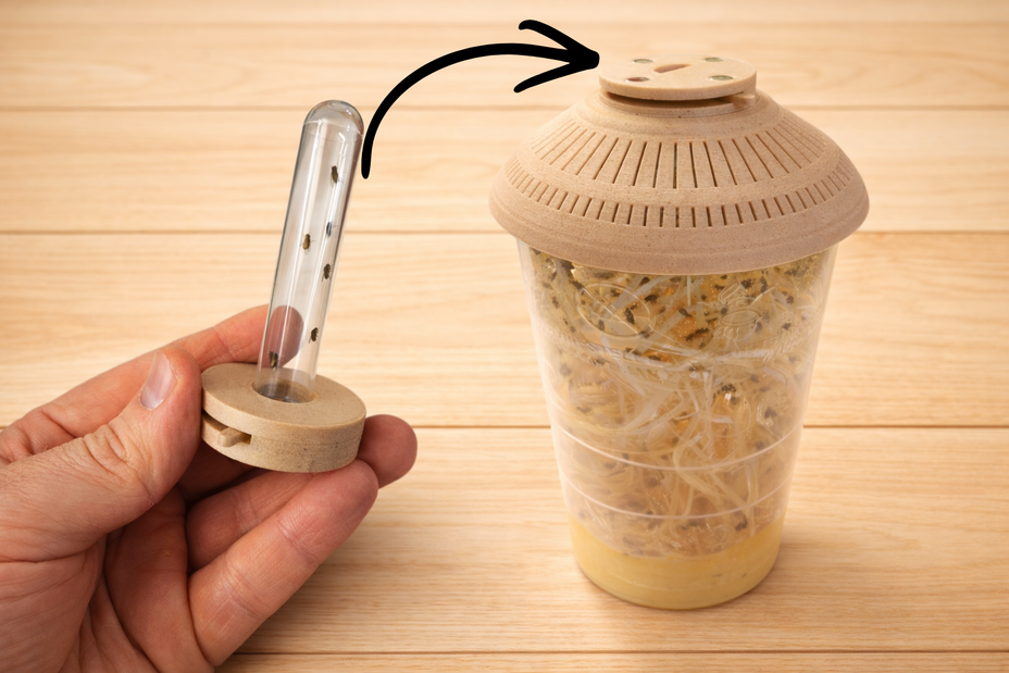 Hand hält den abnehmbaren Einsatz mit Röhrchen des DrosoLock Spenders neben dem Zuchtbehälter – für eine leichte Handhabung