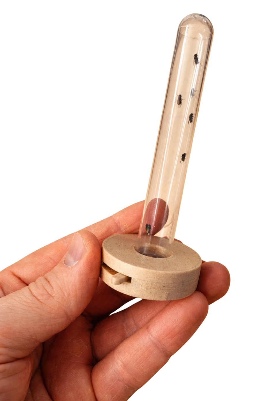 Eine Hand hält den DrosoLock Fruchtfliegen-Spender mit Röhrchen